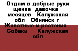 Отдам в добрые руки щенка, девочка 7 месяцев - Калужская обл., Обнинск г. Животные и растения » Собаки   . Калужская обл.